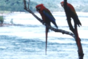 Venezuela - Canaima - pappaglli